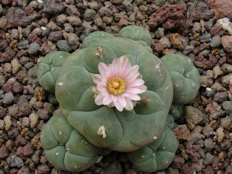 Lophophora williamsii 