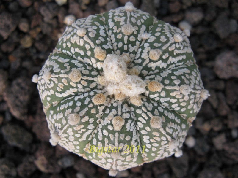 Astrophytum asterias cv. super kabuto 