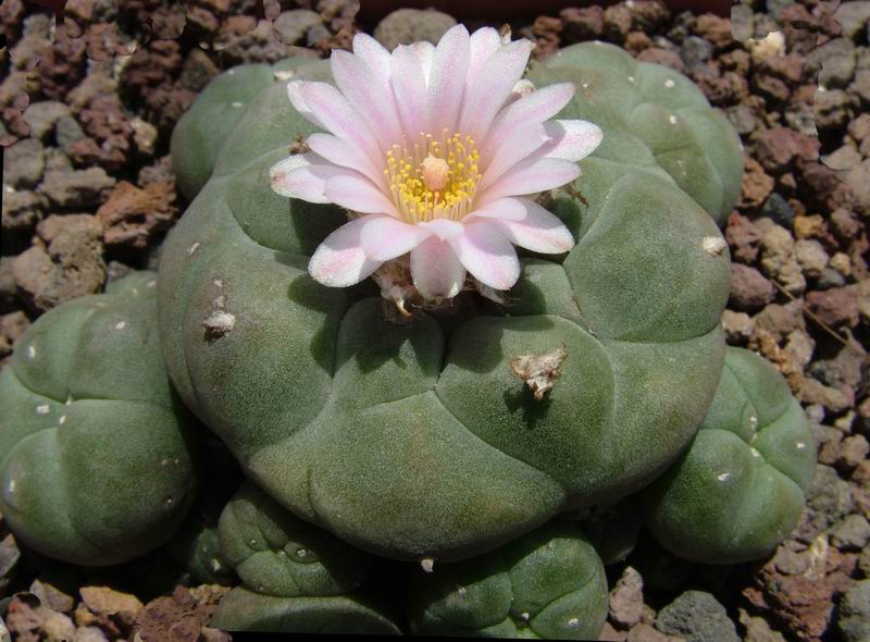 Lophophora williamsii 