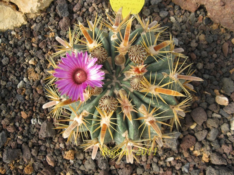 Ferocactus latispinus 