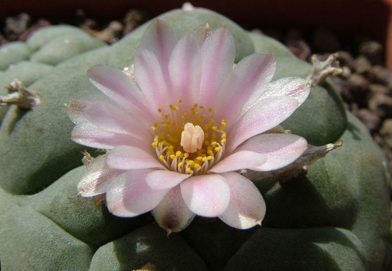 Lophophora williamsii 