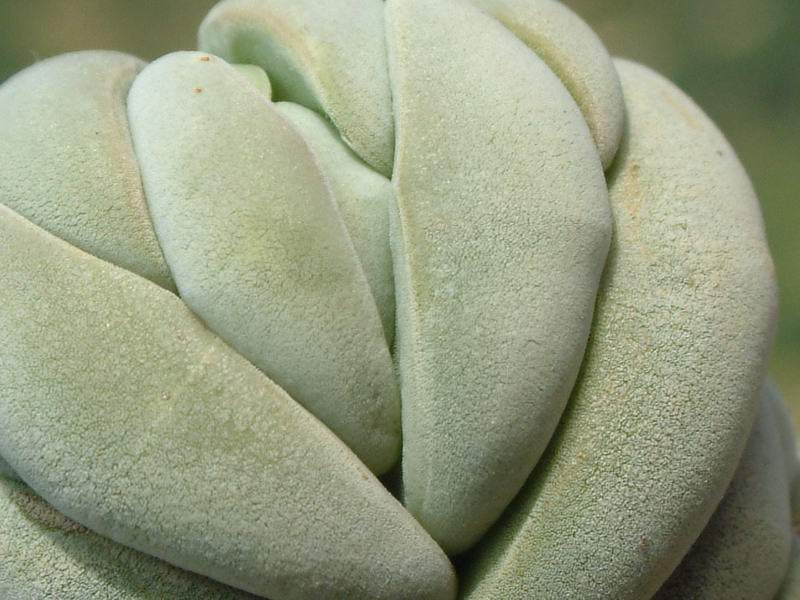 Crassula alstonii 