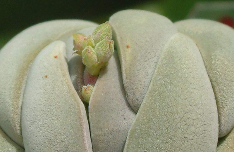 Crassula alstonii 