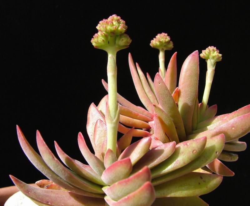 Crassula pubescens 