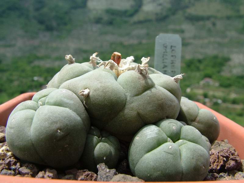 Lophophora williamsii 