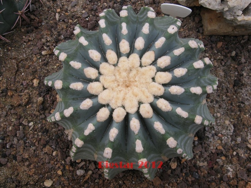 Ferocactus glaucescens v. inermis 