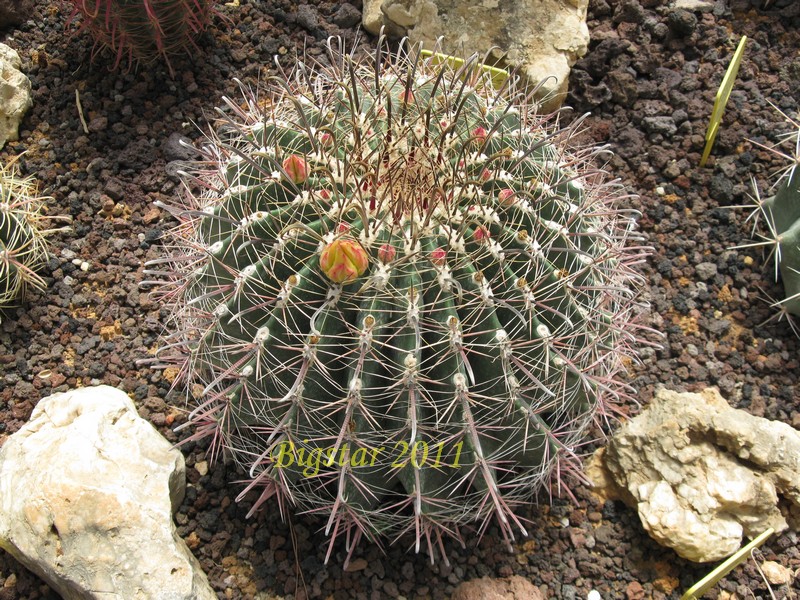 Ferocactus wislizeni 