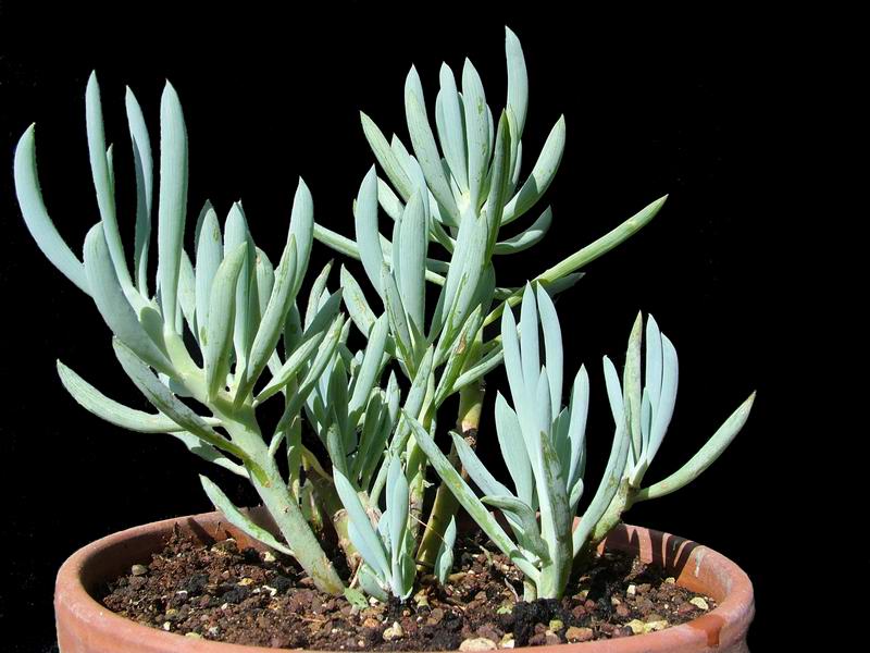 Senecio mandraliscae 