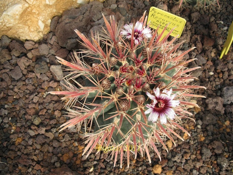 Ferocactus recurvus AFR 8