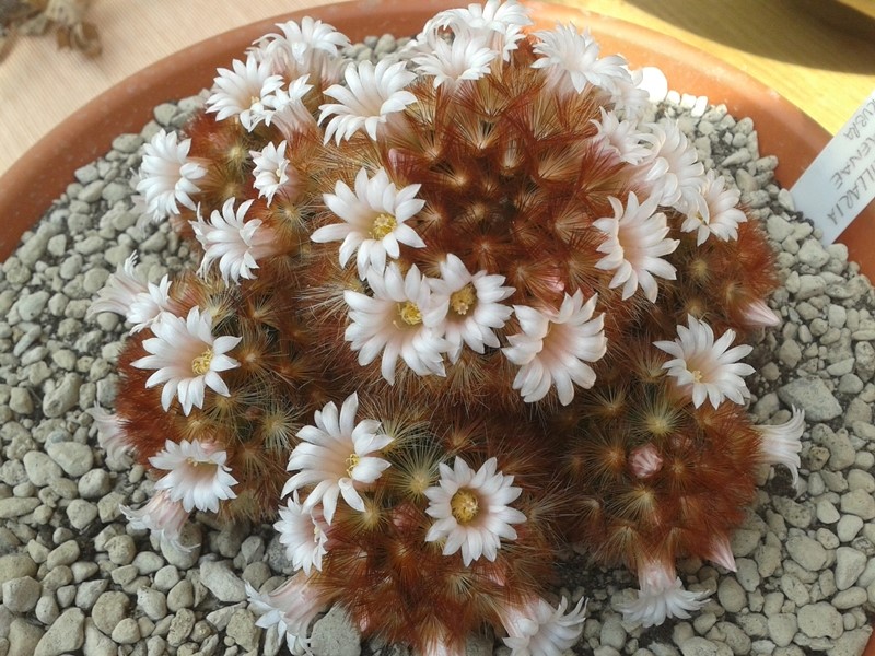 Mammillaria carmenae cv. rubra 