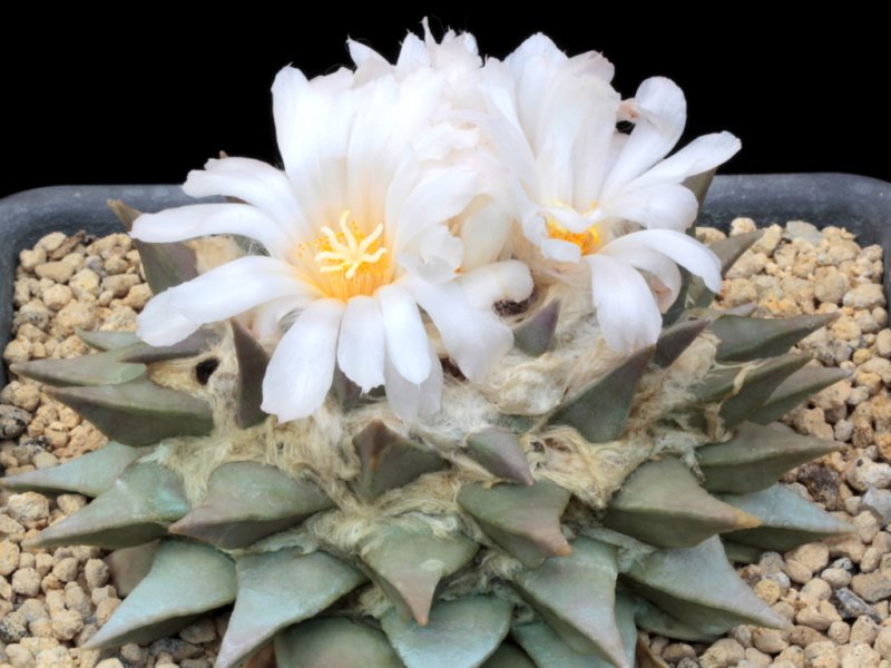 Ariocarpus retusus ssp. retusus 