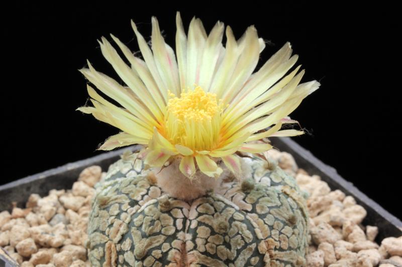 Astrophytum asterias cv. super kabuto 