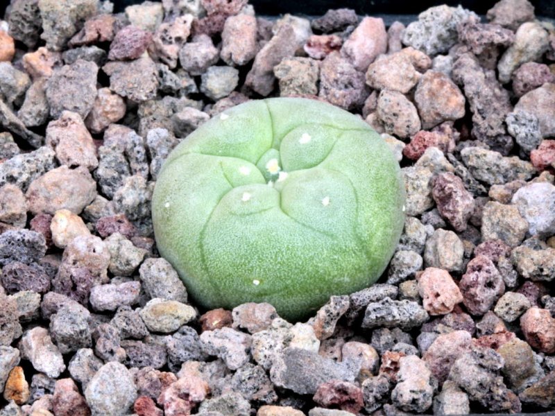 lophophora jourdaniana