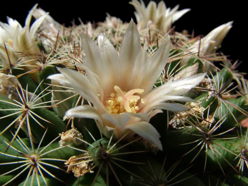 Mammillaria heyderi 