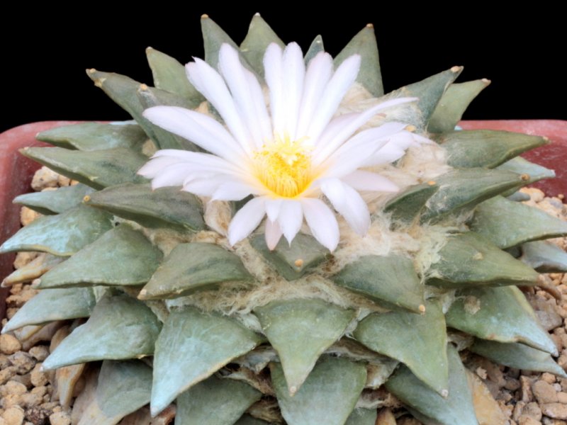 Ariocarpus retusus ssp. retusus 