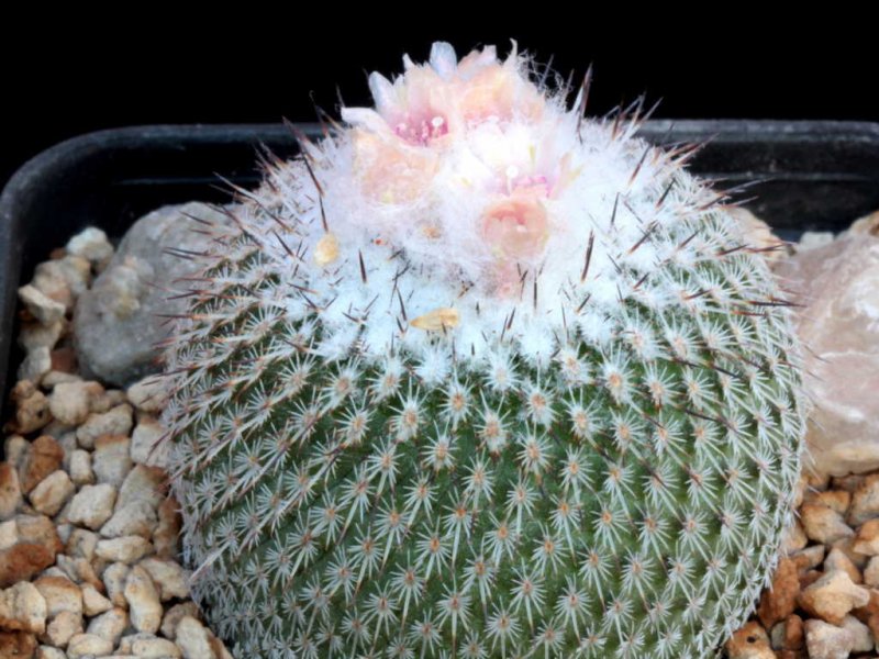 Epithelantha unguispina 