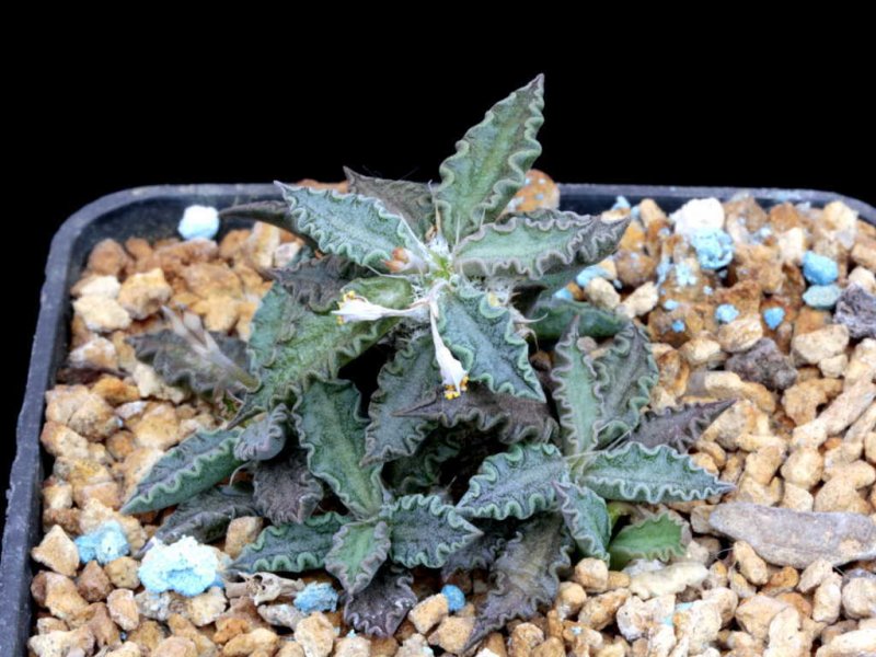 euphorbia tulearensis
