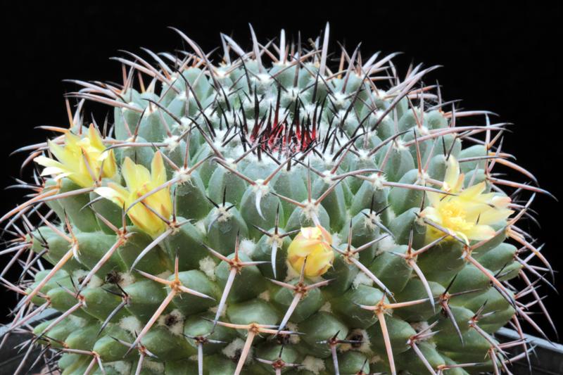 Mammillaria gigantea WTH 288