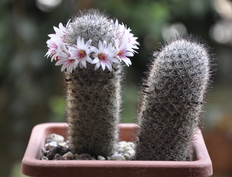 Mammillaria albicans f. slevinii 