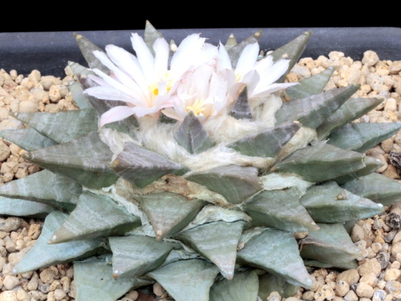 Ariocarpus retusus ssp. retusus 