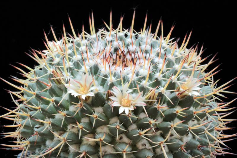 Mammillaria hastifera 