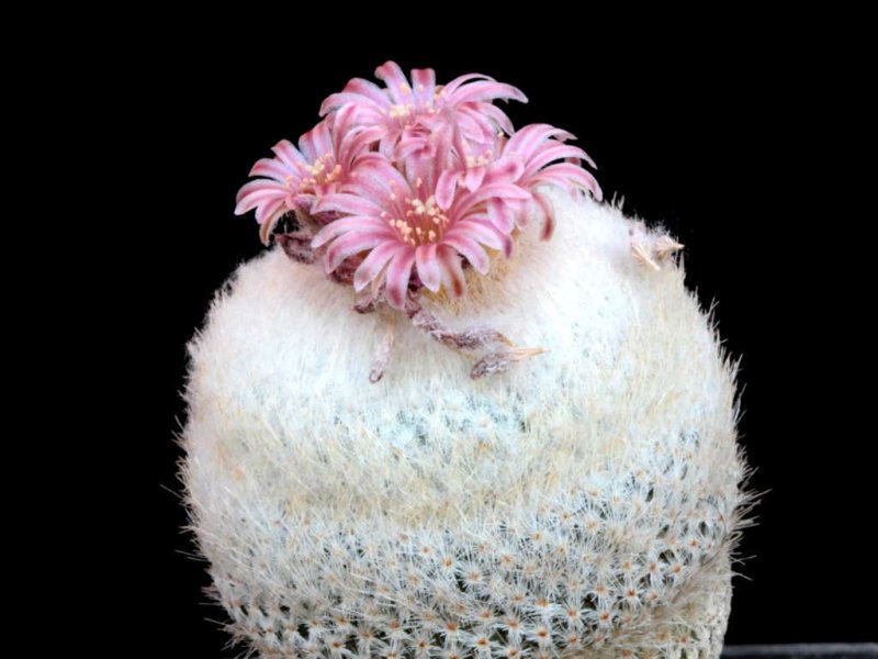 epithelantha bokei