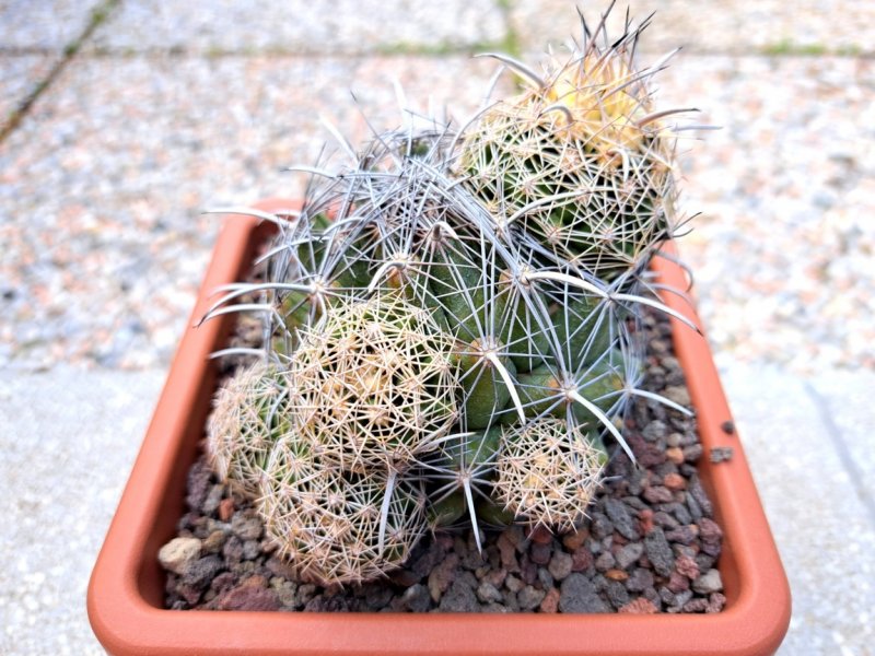 coryphantha obscura
