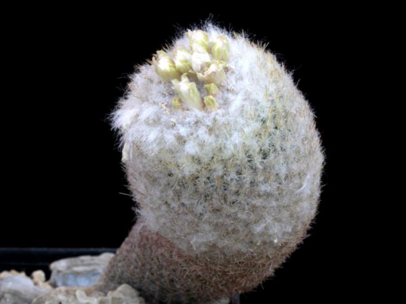 Epithelantha polycephala Z 44