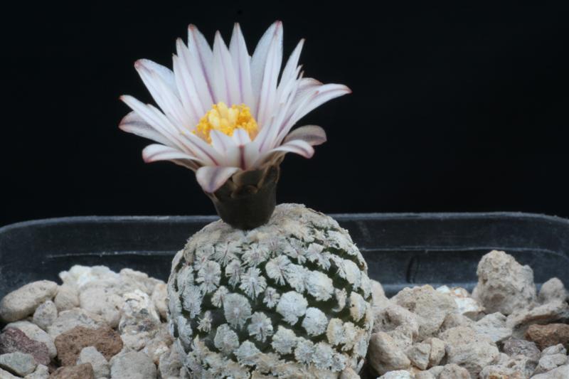 Turbinicarpus valdezianus v. albiflorus 