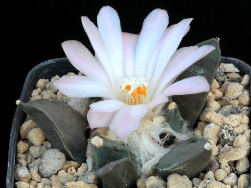 Ariocarpus retusus 