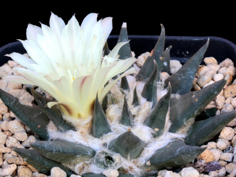 Ariocarpus retusus ssp. trigonus 