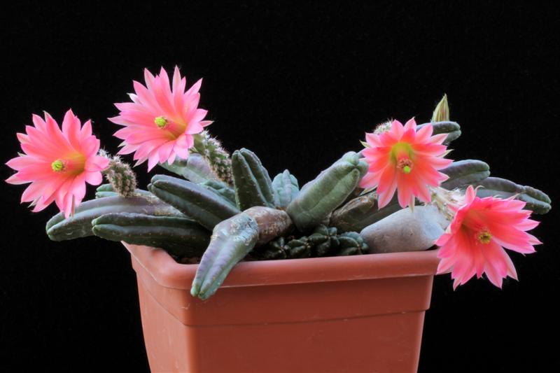 Echinocereus scheeri ssp. gentryi 