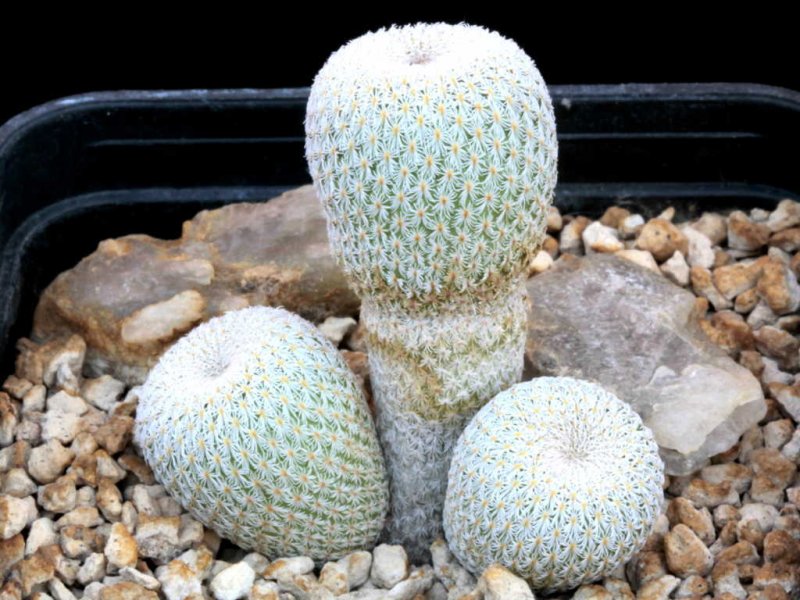 Epithelantha micromeris v. greggii SB 321