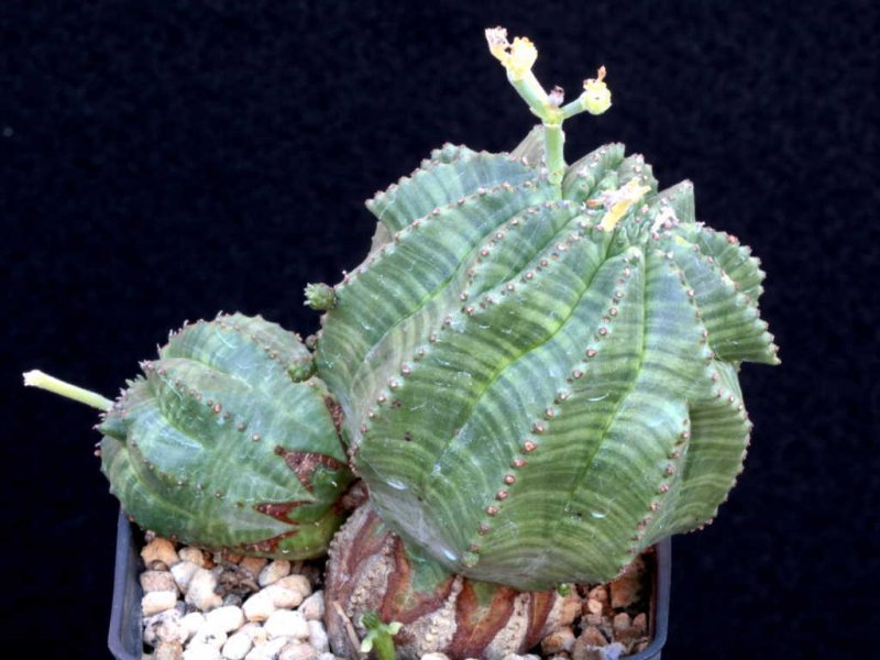 Euphorbia meloformis ssp. valida 