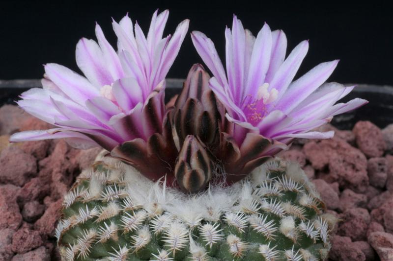 Turbinicarpus pseudopectinatus 