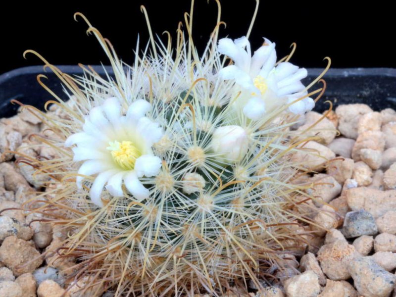 mammillaria cowpreae