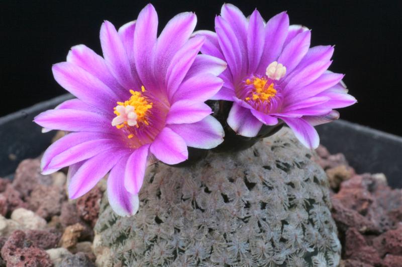 Turbinicarpus valdezianus 