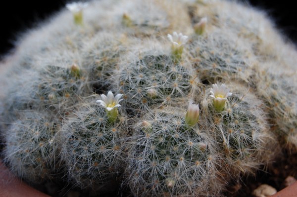 Mammillaria glassii 