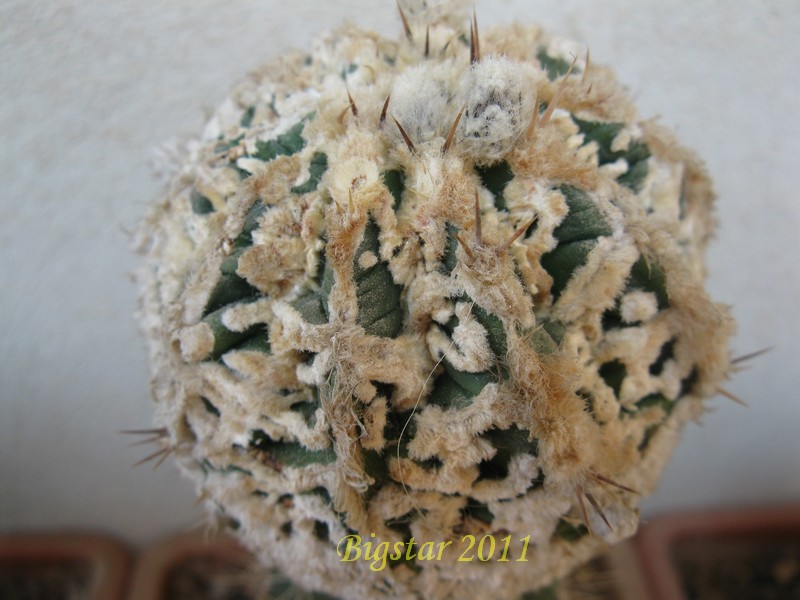 Astrophytum ornatum cv. hannya fukuryu dinosaur 