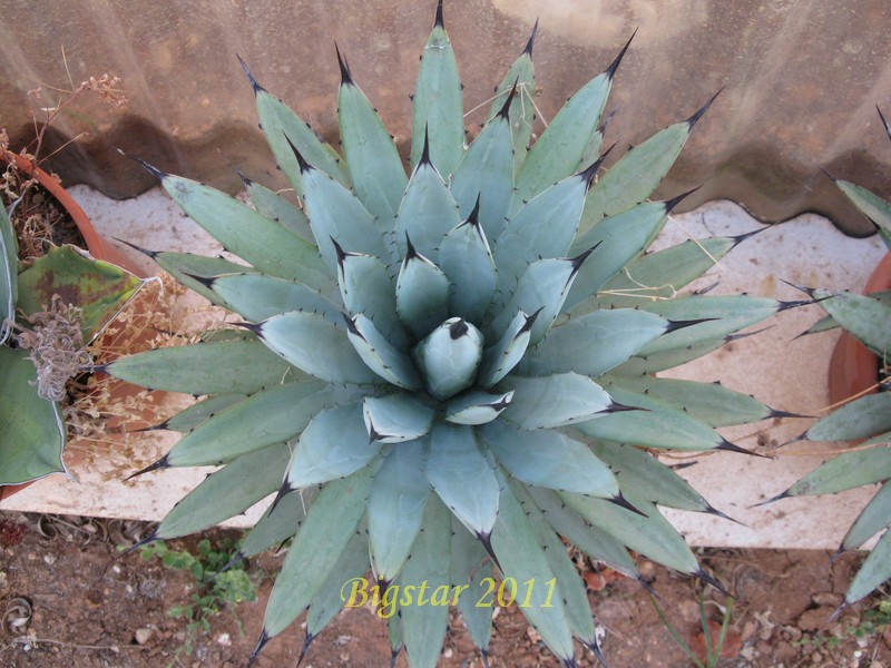 Agave macroacantha 