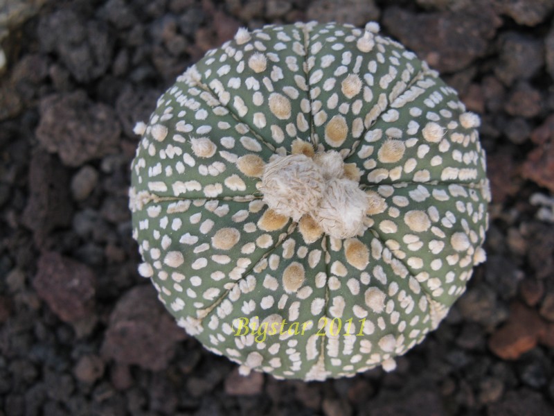 Astrophytum asterias cv. super kabuto 