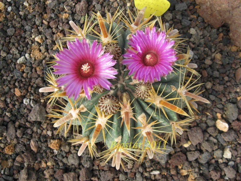 Ferocactus latispinus 