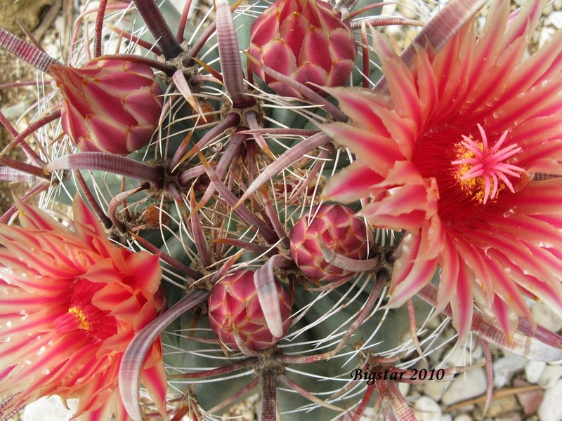 Ferocactus peninsulae ssp. townsendianus 