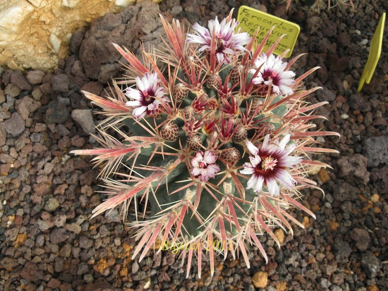 Ferocactus recurvus AFR 8