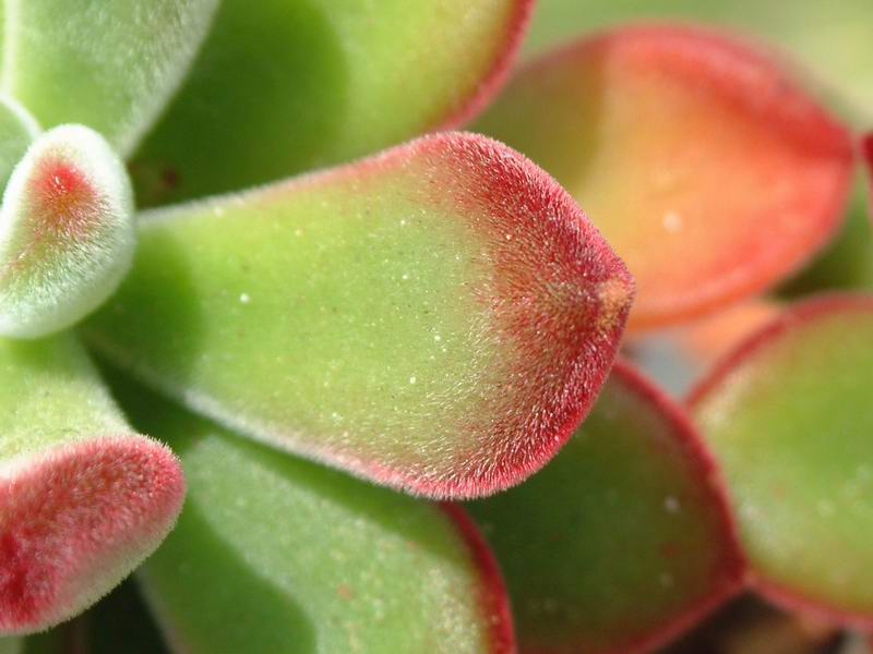 Echeveria pulvinata cv. ruby blushy 