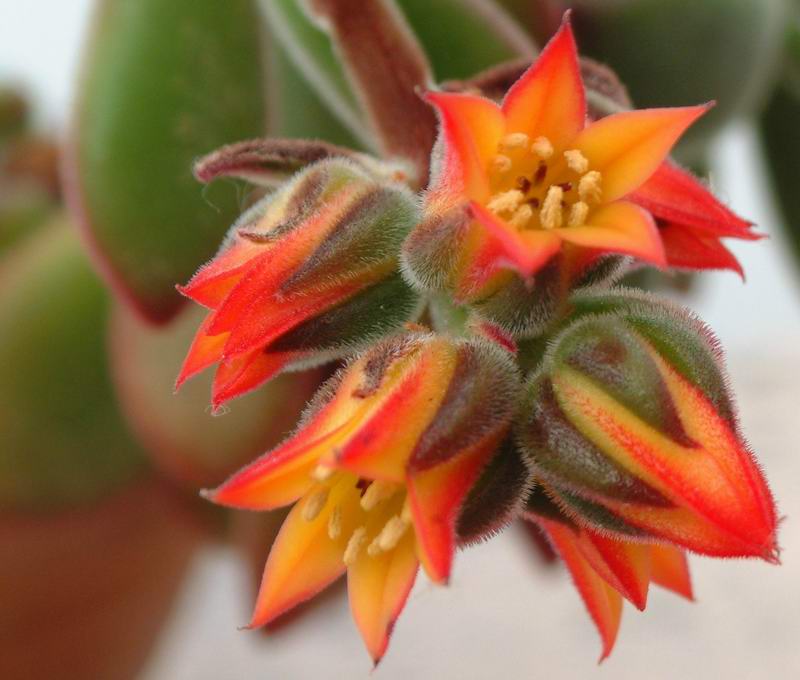 Echeveria pulvinata cv. ruby blushy 