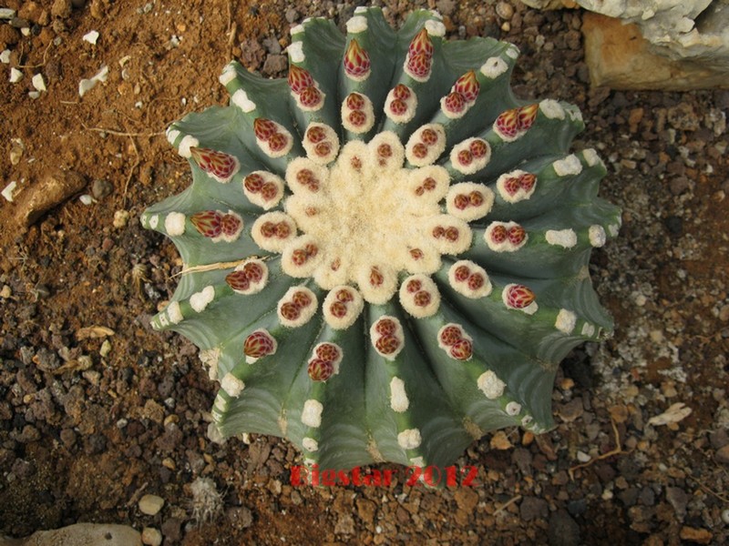 Ferocactus glaucescens v. inermis 