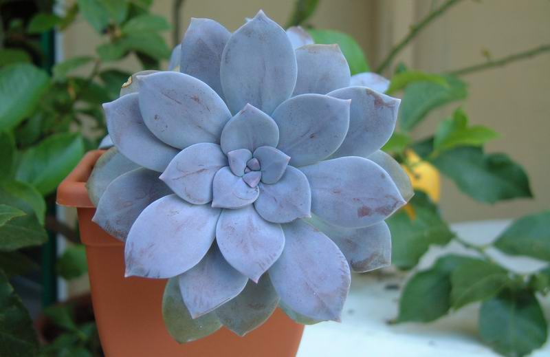 Graptopetalum superbum 