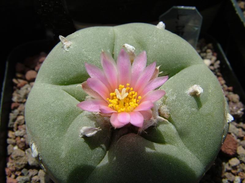 Lophophora williamsii v. decipiens 