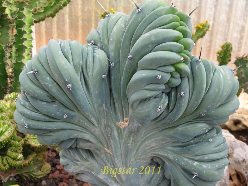 Myrtillocactus geometrizans f. cristatus 